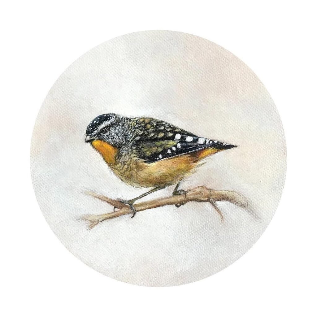 Pardalote Bird