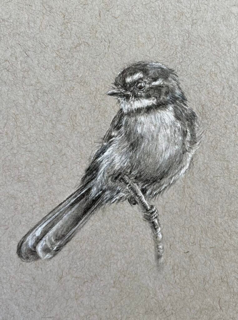 Grey Fantail