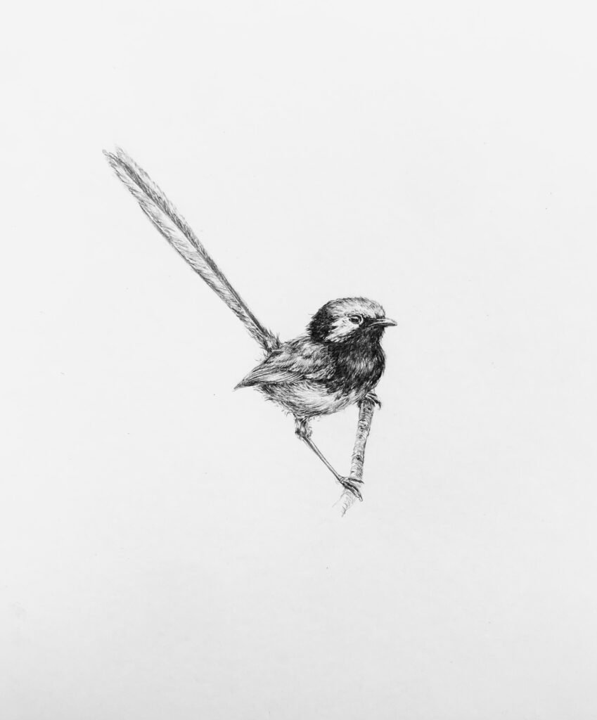 Superb Fairywren